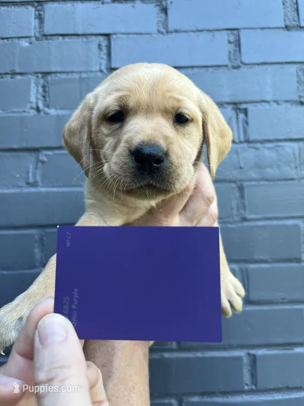 Lavender – Labrador Retriever puppy on hold in Maryville, TN