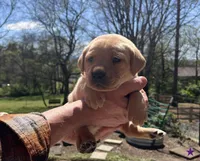 Lavender, a female Labrador Retriever for sale in Maryville, TN – Photo 2 of 4