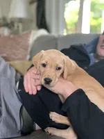 Blossom, a female Labrador Retriever for sale in Maryville, TN – 6 of 6