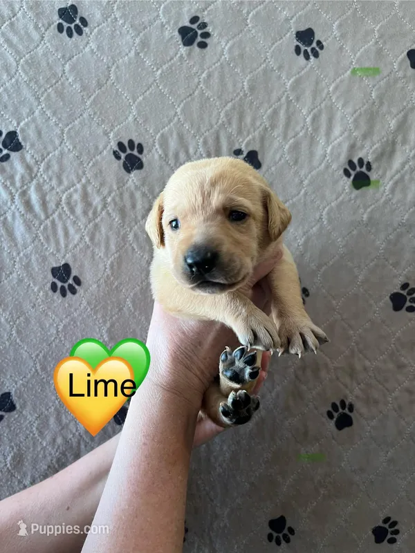 Huck – Labrador Retriever puppy for sale in Maryville, TN