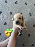 Huck, a male Labrador Retriever for sale in Maryville, TN – Photo 1 of 2