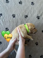 Huck, a male Labrador Retriever for sale in Maryville, TN – Photo 2 of 2