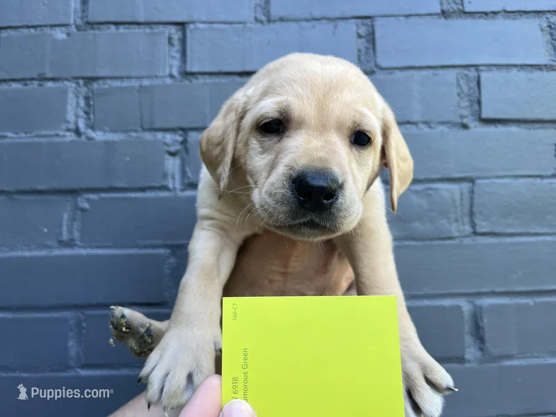 Huck – Labrador Retriever puppy for sale in Maryville, TN