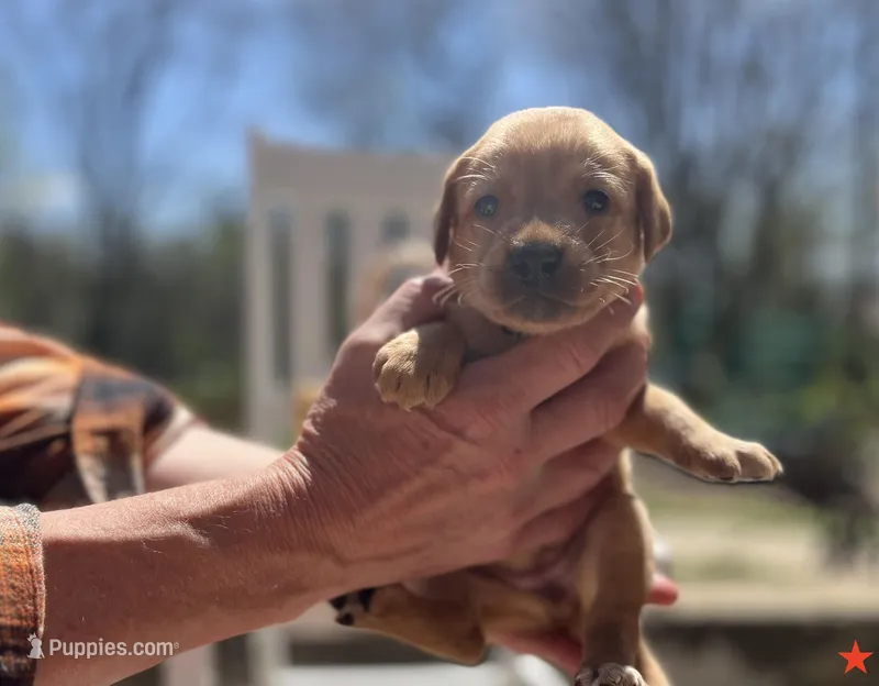 Meadow – Labrador Retriever puppy for sale in Maryville, TN