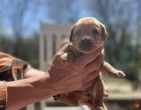Meadow, a female Labrador Retriever for sale in Maryville, TN – Photo 1 of 4