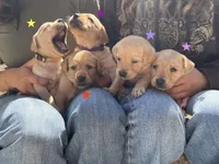 Meadow, a female Labrador Retriever for sale in Maryville, TN – Photo 3 of 4