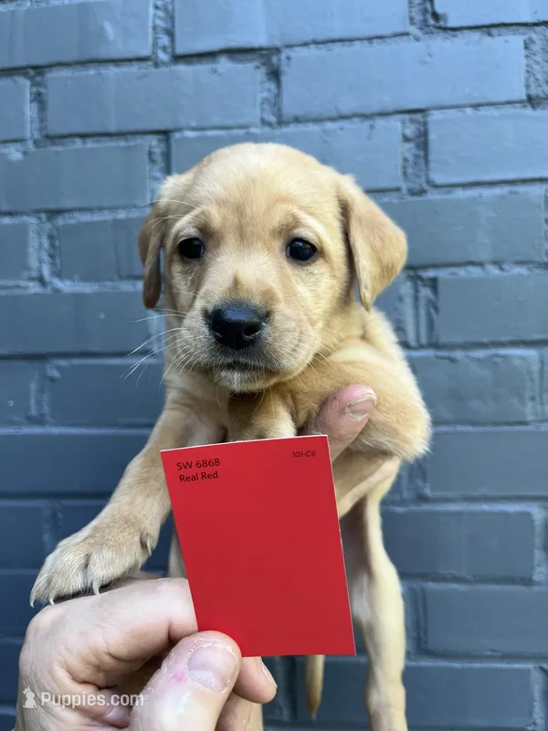 Meadow – Labrador Retriever puppy on hold in Maryville, TN