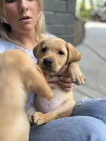 Blossom, a female Labrador Retriever for sale in Maryville, TN – 3 of 6
