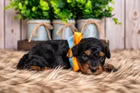 Oakley, a male Bernedoodle and Miniature Bernedoodle for sale in Tooele, UT – 3 of 7