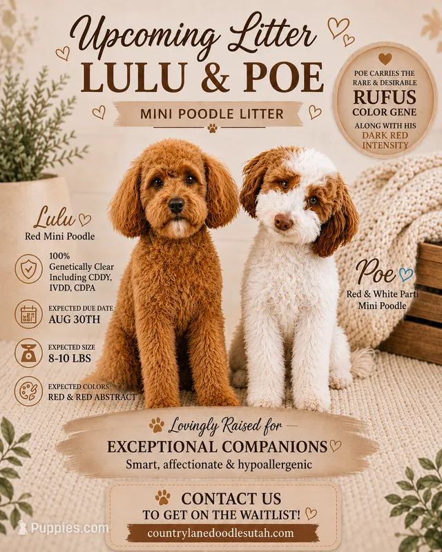 Upcoming litter  – Poodle - Miniature  puppy for sale in Tooele, UT