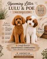 Upcoming litter , a  Poodle - Miniature  for sale in Tooele, UT – 1 of 3