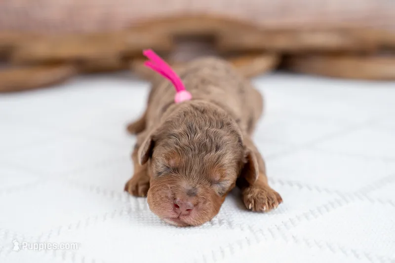 Willow – Bernedoodle puppy for sale in Tooele, UT