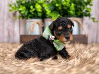 Cedar, a male Bernedoodle and Miniature Bernedoodle for sale in Tooele, UT – 3 of 8