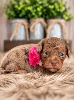 Willow, a female Bernedoodle and Miniature Bernedoodle for sale in Tooele, UT – 2 of 8