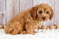Boone, a male Cavapoo for sale in Tooele, UT – 3 of 5