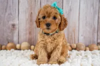 Josie, a female Cavapoo for sale in Tooele, UT – 3 of 7