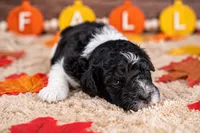 Cider, a male Bernedoodle for sale in Tooele, UT – 1 of 5