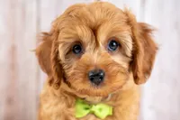 Boone, a male Cavapoo for sale in Tooele, UT – 4 of 5