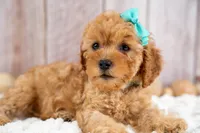 Josie, a female Cavapoo for sale in Tooele, UT – 4 of 7