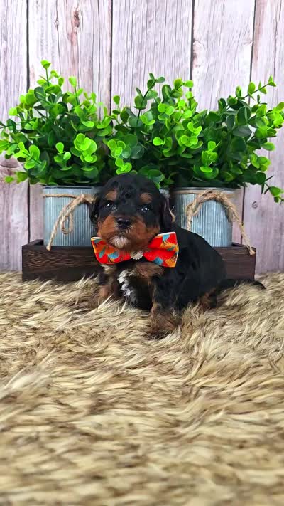 Cypress, a male Bernedoodle and Miniature Bernedoodle for sale in Tooele, UT – 3 of 6