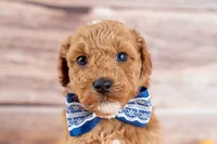 Bentley, a male Poodle - Miniature  for sale in Tooele, UT – 6 of 10