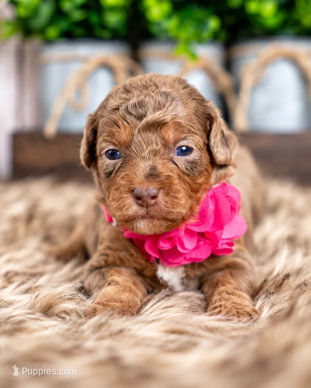 Willow – Bernedoodle, Miniature Bernedoodle puppy for sale in Tooele, UT