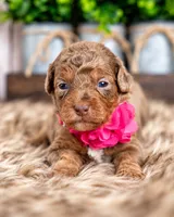Willow, a female Bernedoodle and Miniature Bernedoodle for sale in Tooele, UT – 1 of 8