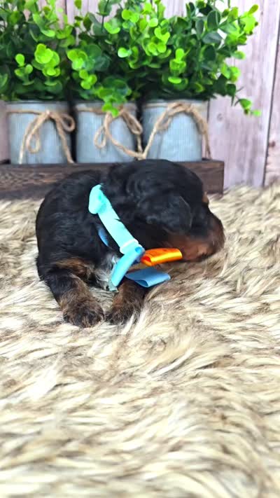 Oakley, a male Bernedoodle and Miniature Bernedoodle for sale in Tooele, UT – 4 of 7