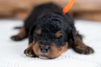 Cypress, a male Bernedoodle for sale in Tooele, UT – 1 of 3