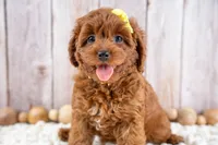 Georgia, a female Cavapoo for sale in Tooele, UT – 3 of 7