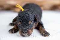 Alder, a male Bernedoodle for sale in Tooele, UT – 2 of 4