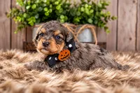 Rowan, a male Bernedoodle and Miniature Bernedoodle for sale in Tooele, UT – 3 of 9