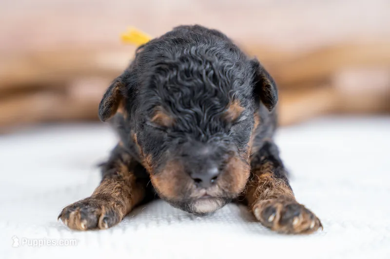 Alder – Bernedoodle puppy for sale in Tooele, UT