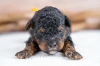 Alder, a male Bernedoodle for sale in Tooele, UT – 1 of 4