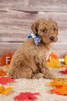 Bentley, a male Poodle - Miniature  for sale in Tooele, UT – 5 of 10