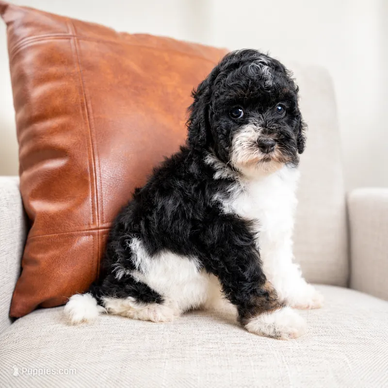 Maple Mae – Bernedoodle, Miniature Bernedoodle puppy for sale in Tooele, UT