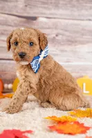 Bentley, a male Poodle - Miniature  for sale in Tooele, UT – 4 of 10
