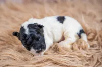 Harvest, a male Bernedoodle for sale in Tooele, UT – 5 of 5