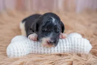 Maple Mae, a female Bernedoodle for sale in Tooele, UT – 3 of 6