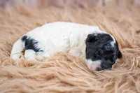 Harvest, a male Bernedoodle for sale in Tooele, UT – 4 of 5