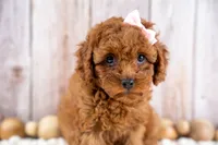 Daisey, a female Cavapoo for sale in Tooele, UT – 2 of 7