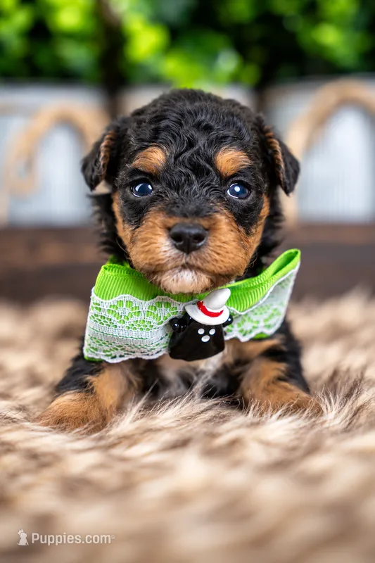 Cedar – Bernedoodle, Miniature Bernedoodle puppy for sale in Tooele, UT
