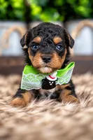 Cedar, a male Bernedoodle and Miniature Bernedoodle for sale in Tooele, UT – 1 of 8