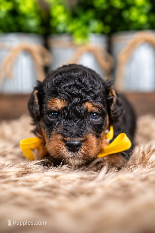 Alder – Bernedoodle, Miniature Bernedoodle puppy for sale in Tooele, UT