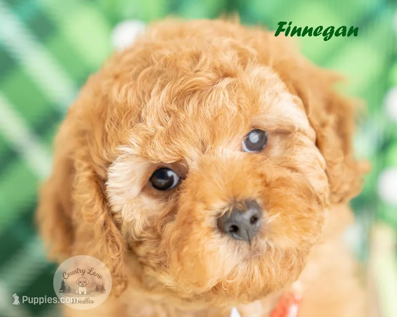 Finnegan – Cavapoo puppy for sale in Erda, UT