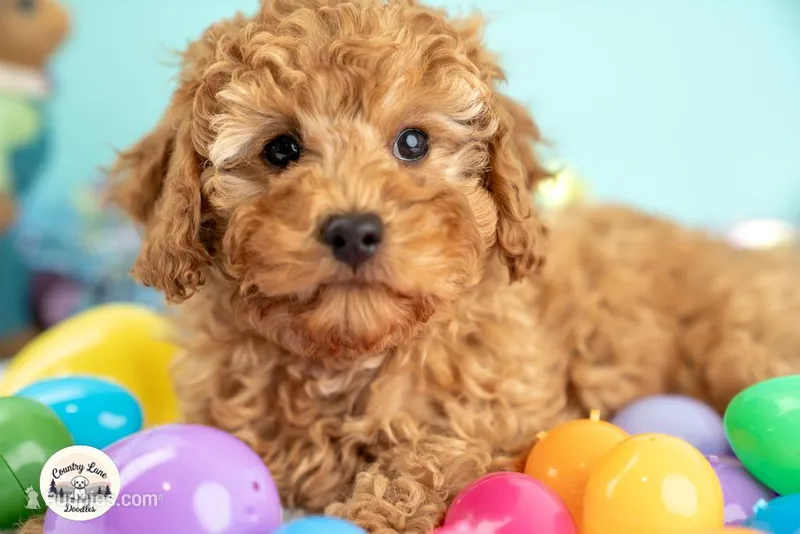 Finnegan – Cavapoo puppy for sale in Erda, UT