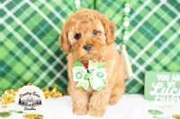 Finnegan, a male Cavapoo for sale in Erda, UT – Photo 3 of 6
