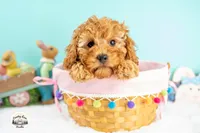 Finnegan, a male Cavapoo for sale in Erda, UT – Photo 4 of 6