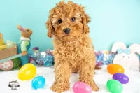 Finnegan, a male Cavapoo for sale in Erda, UT – Photo 6 of 6
