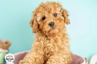 Finnegan, a male Cavapoo for sale in Erda, UT – Photo 5 of 6